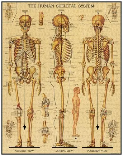  Skeletal System  - 1000-Piece Puzzle